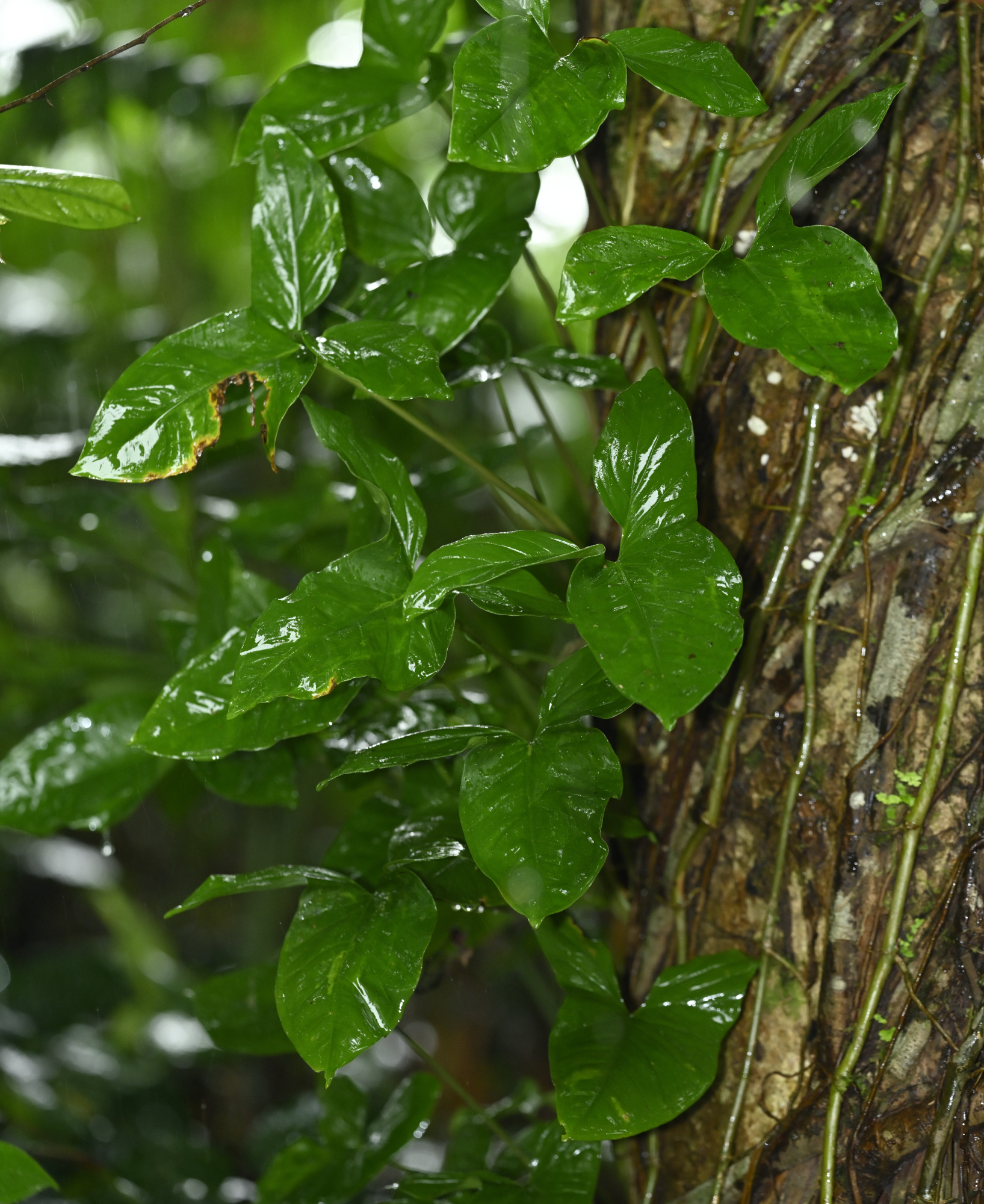 Imagem de Língua-de-cobra