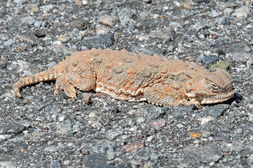 Sonoran Horned Lizard, Phrynosoma goodei