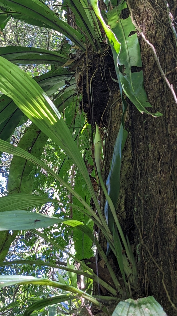 Calanthe lyroglossa