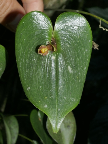 Image of Pleurothallis cordata by (c) Daniel Mesa, some rights reserved (CC BY)