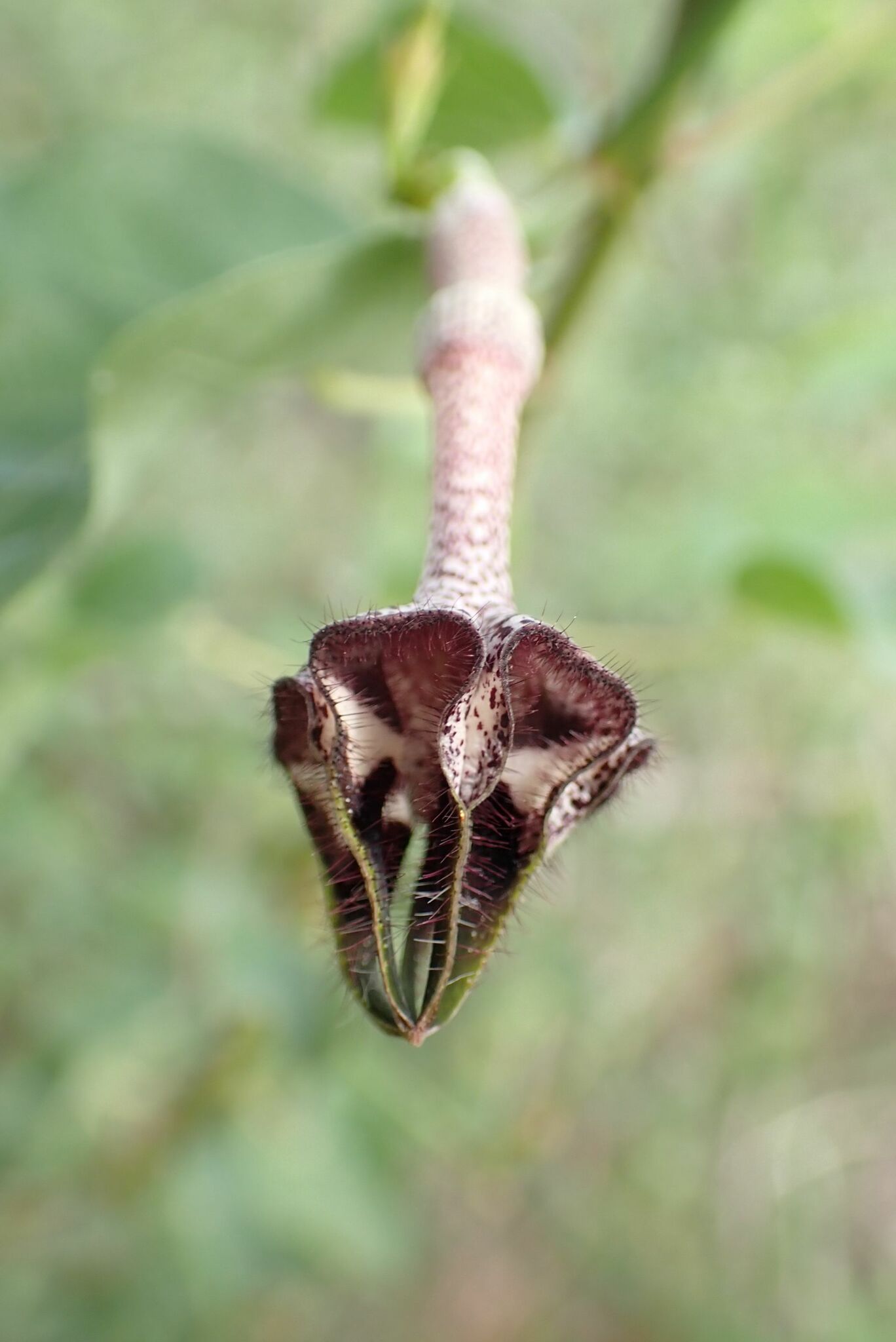 Ceropegia nilotica