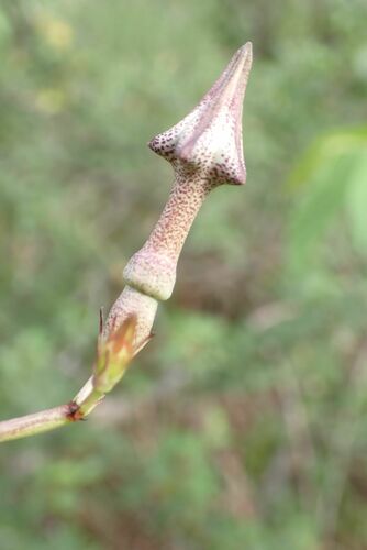 Ceropegia nilotica