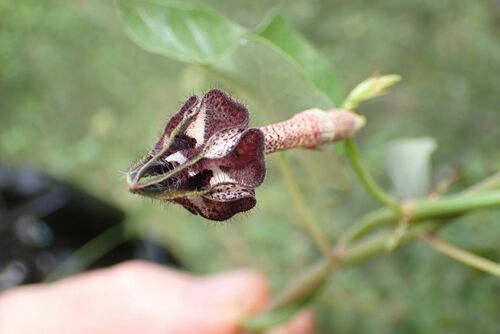 Image of Nile Ceropegia (Ceropegia nilotica) by no rights reserved