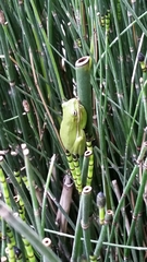 Hyla cinerea