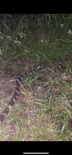 Stephens' Banded Snake sighting