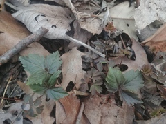 Cardamine diphylla