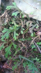 Selaginella repanda