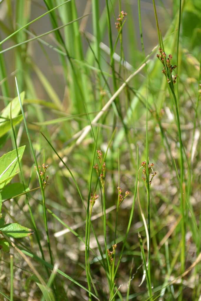 Flattened Rush from Parūķis, Krimūna Parish, Dobele Municipality, LV ...