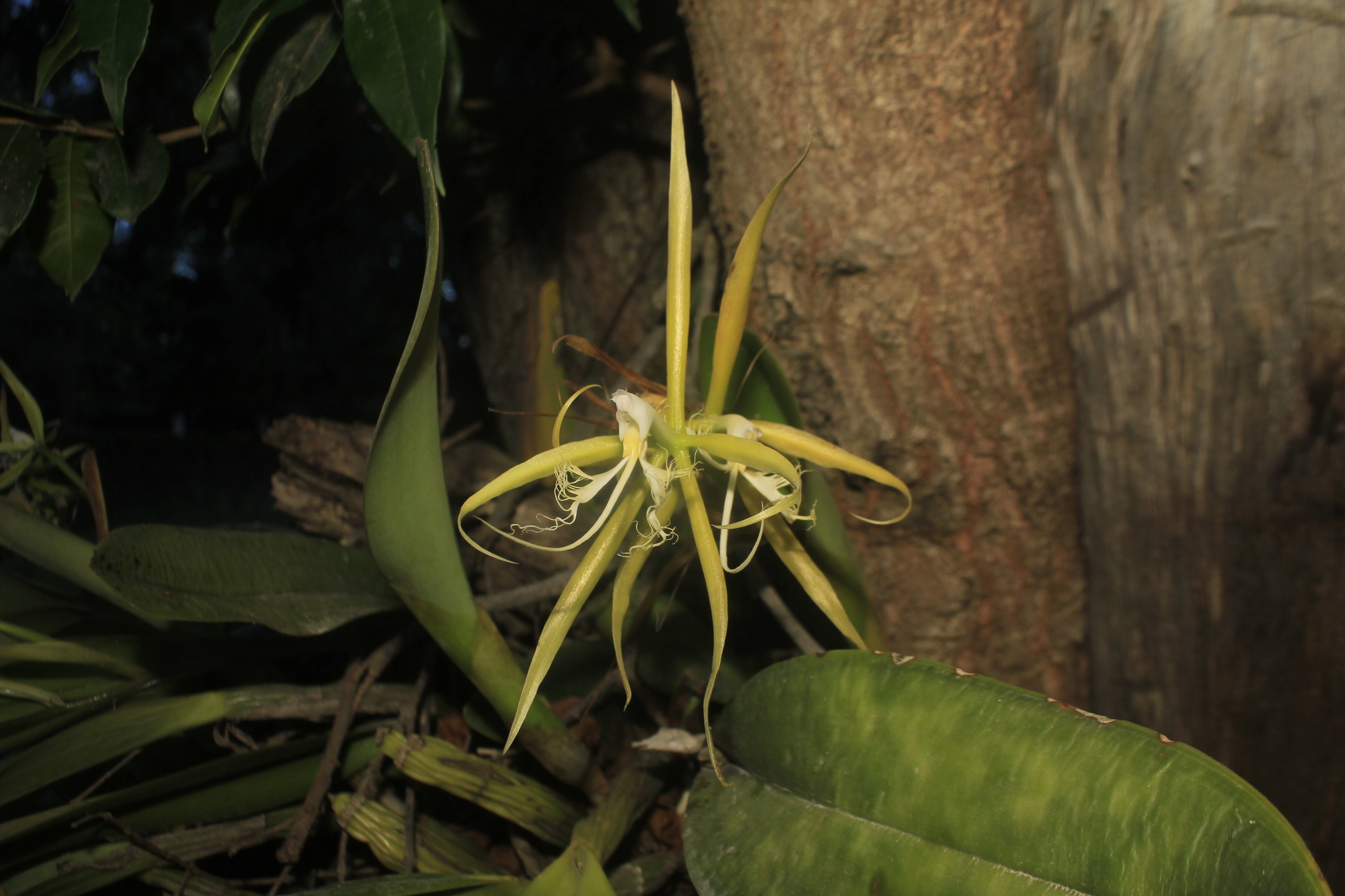 Imagem de Orquídea Chuva de Ouro