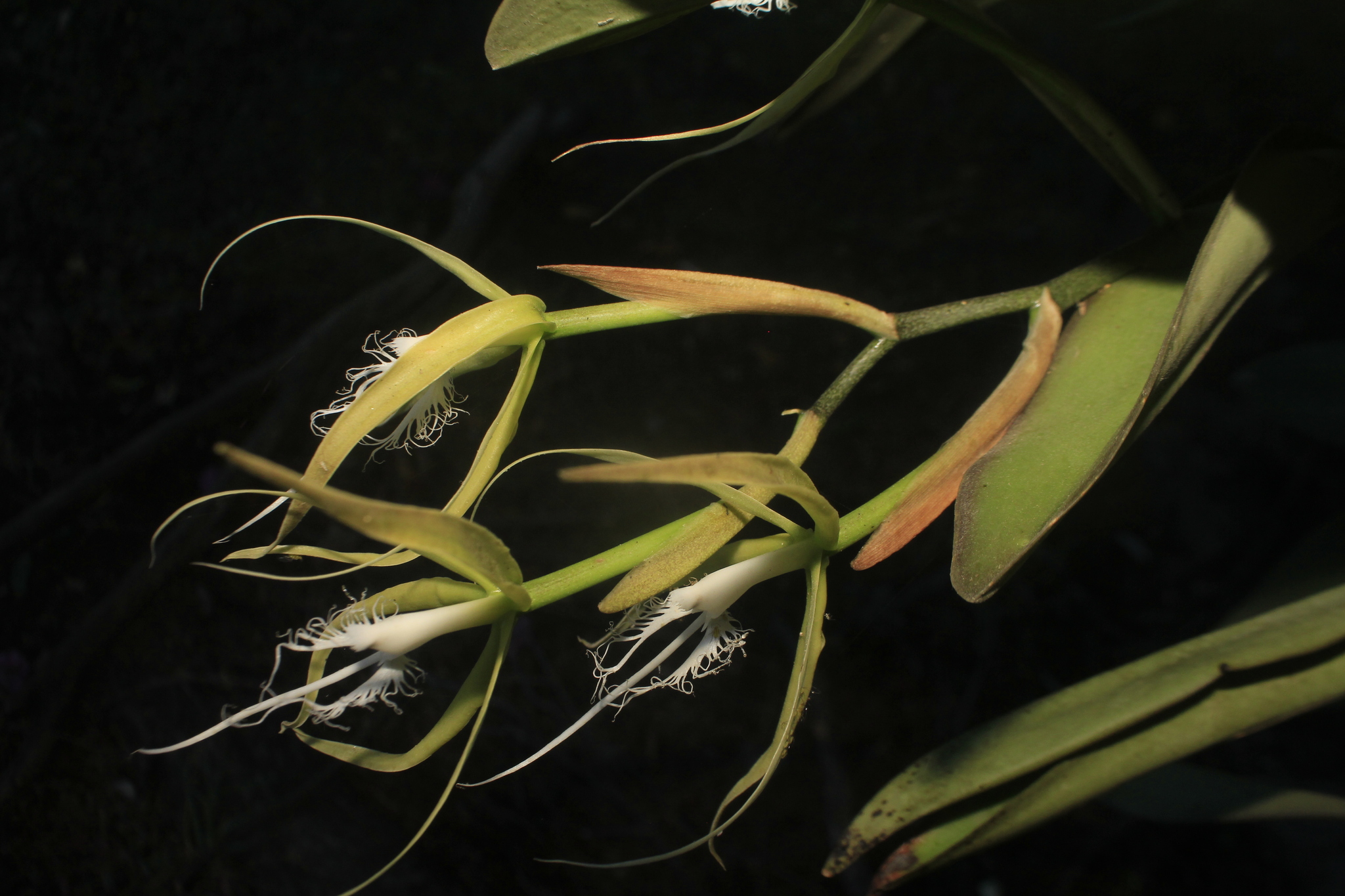Imagem de Orquídea Chuva de Ouro