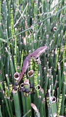 Anolis carolinensis