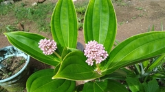 Medinilla magnifica