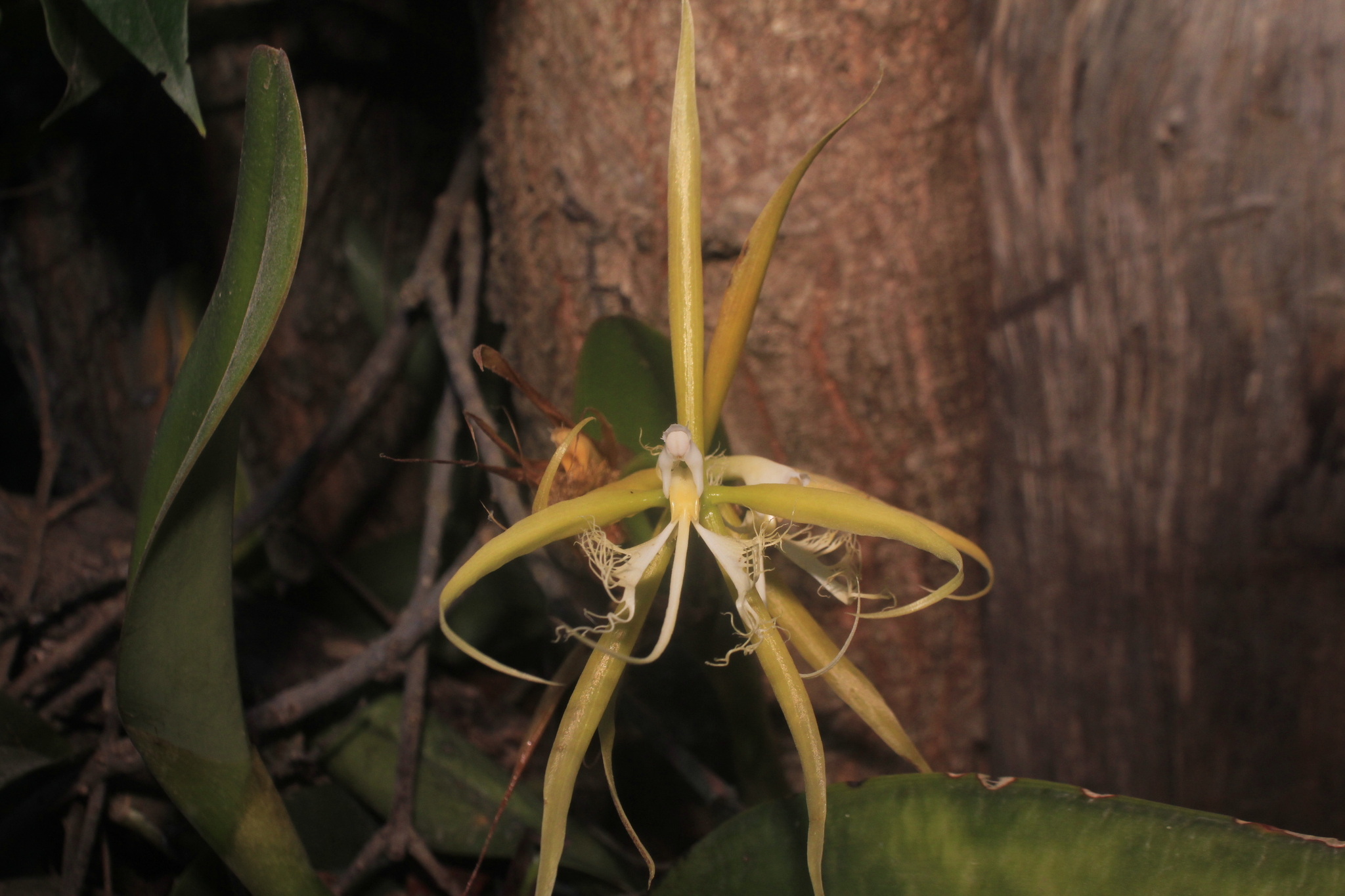 Imagem de Orquídea Chuva de Ouro