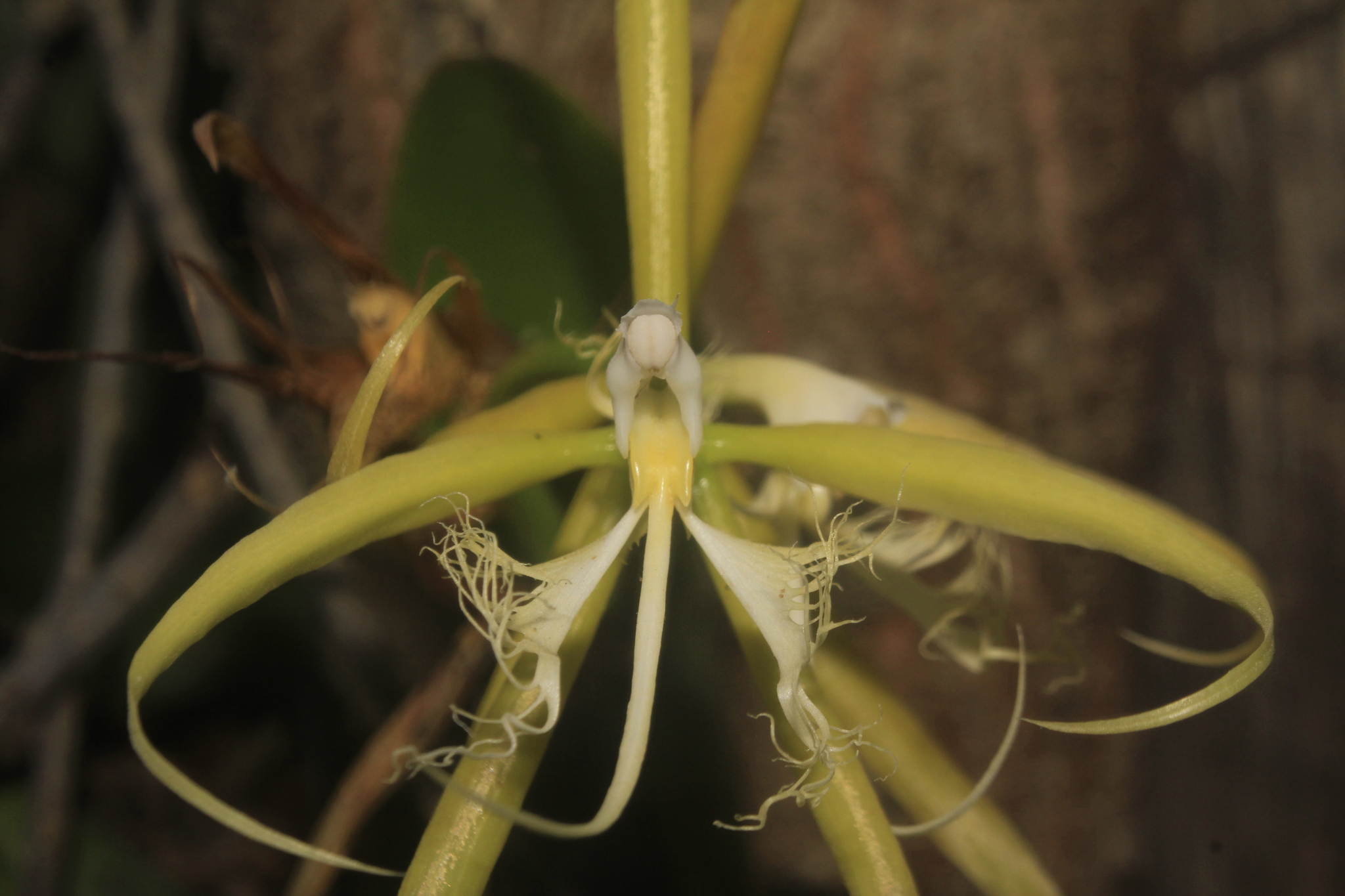 Imagem de Orquídea Chuva de Ouro