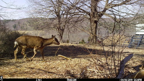 Sika Deer photographed in New York