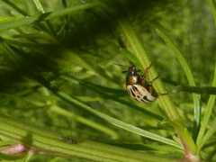 Leptinotarsa lineolata