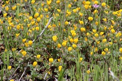 Acmispon brachycarpus