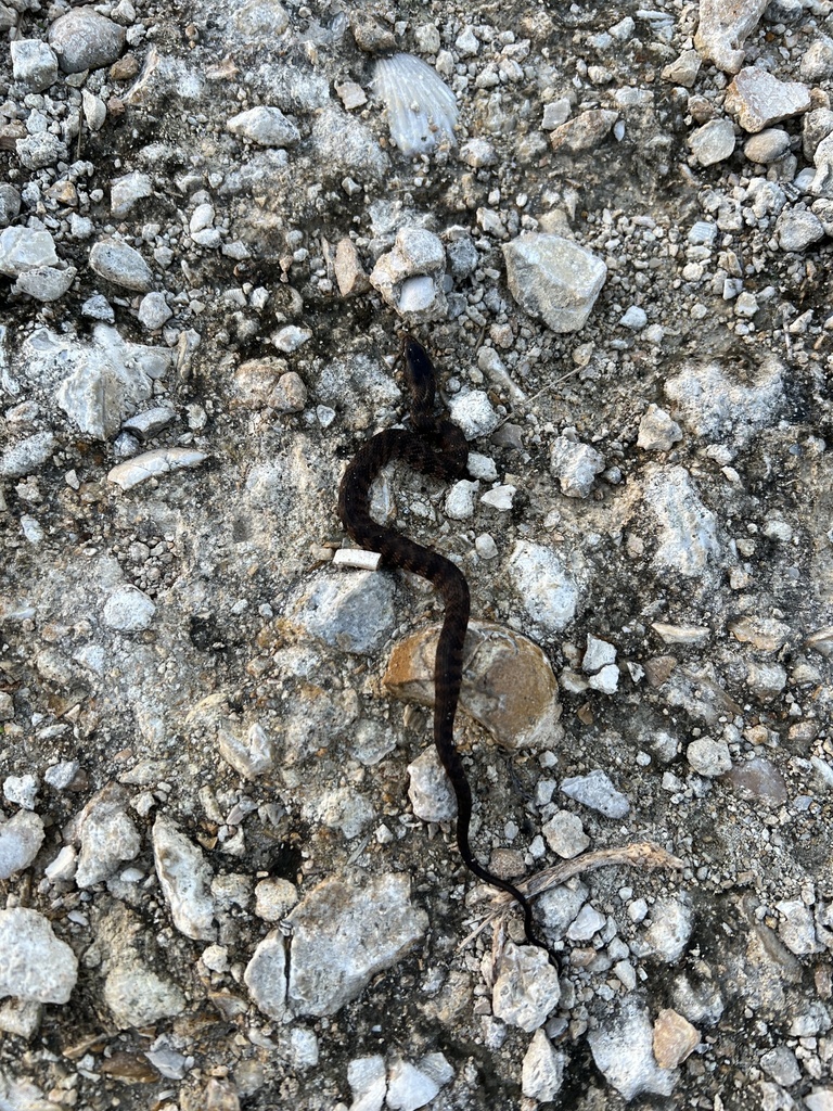 Mangrove Saltmarsh Snake In January 2024 By Ewd6 INaturalist   Large 