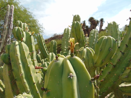 Blue Myrtle-cactus
