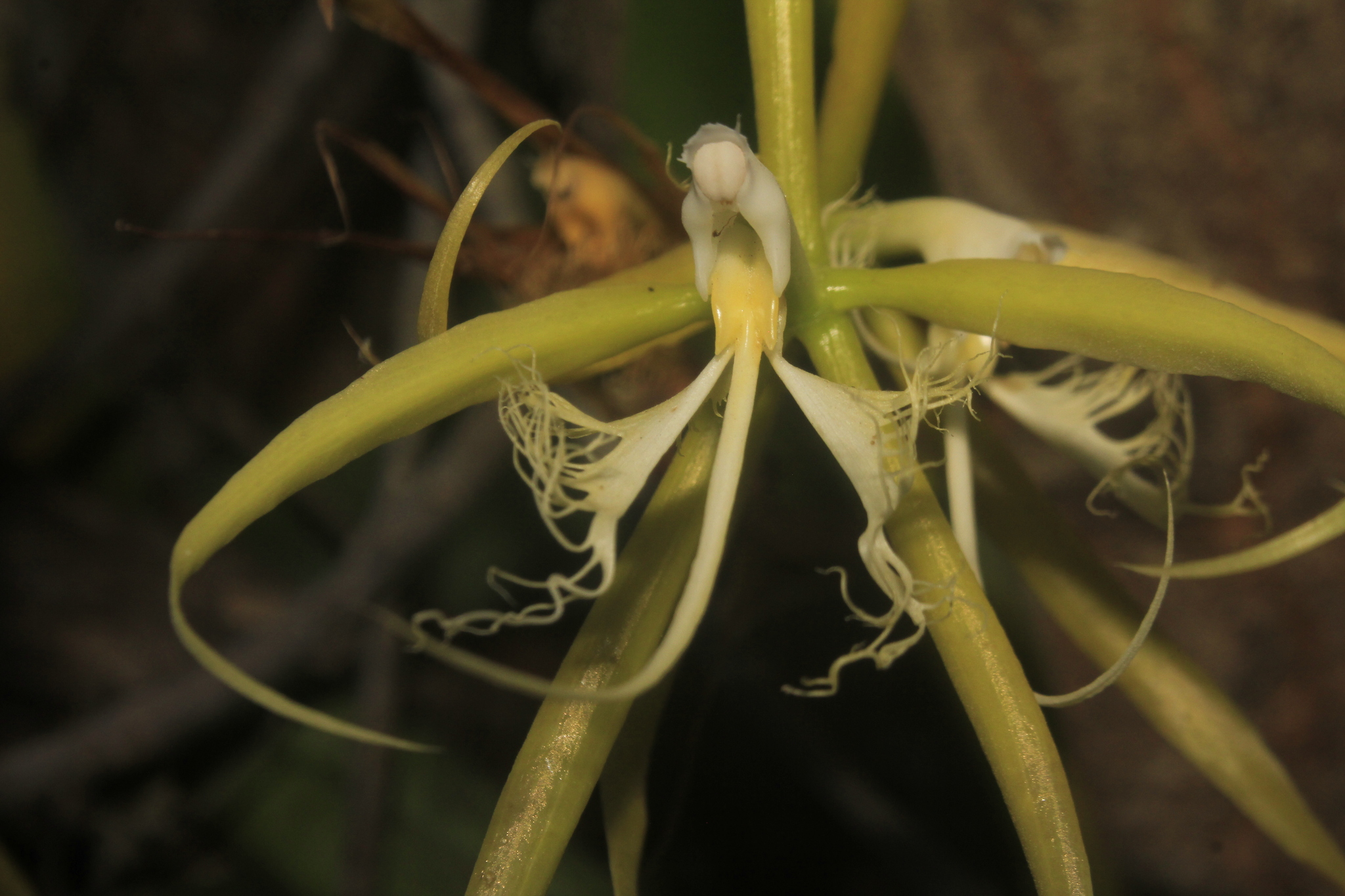 Imagem de Orquídea Chuva de Ouro