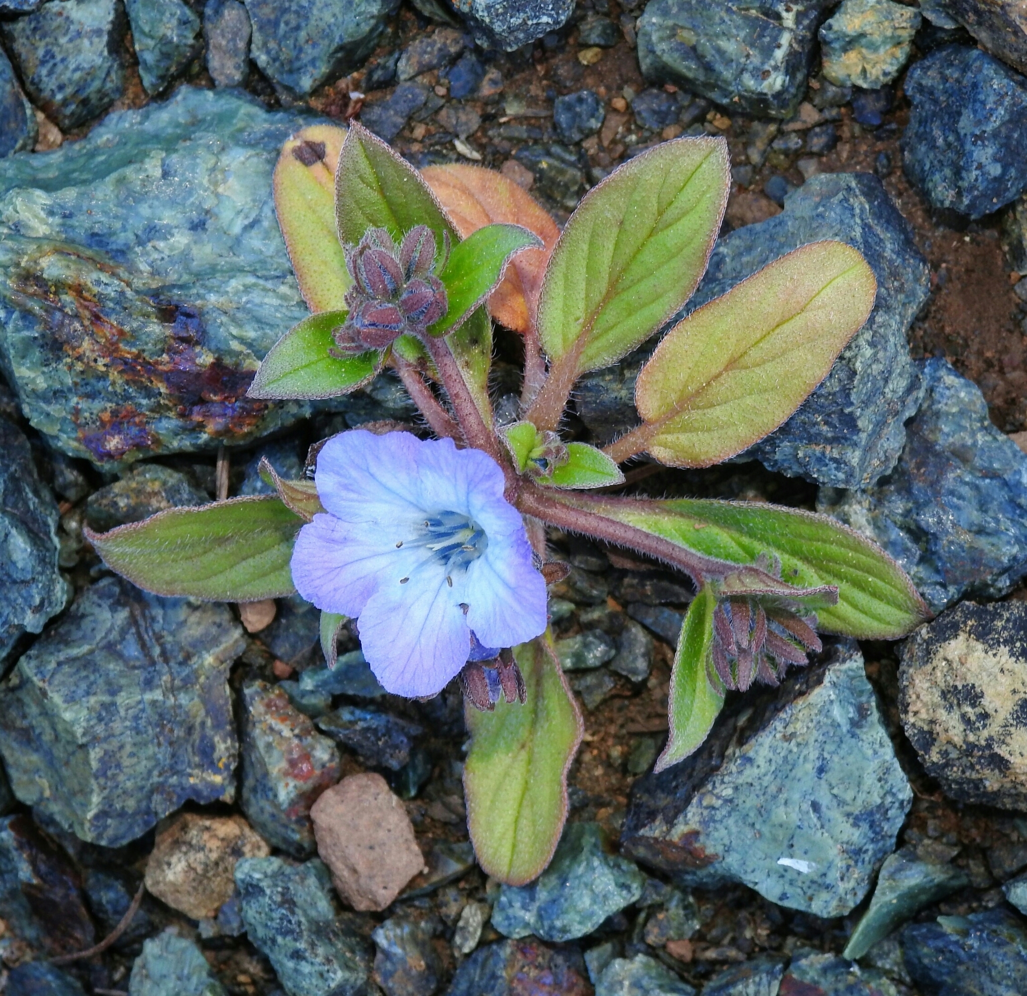 Phacelia divaricata