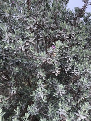 Leucophyllum