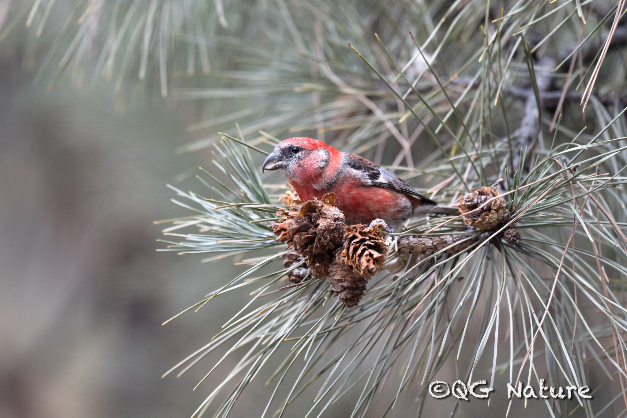 Two-barred Crossbill