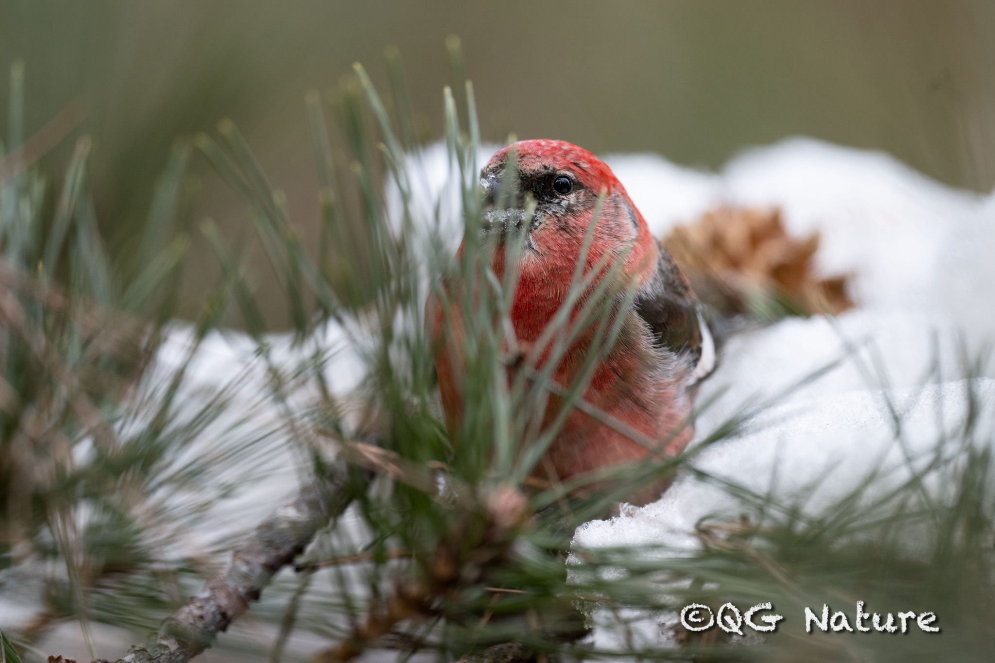 Two-barred Crossbill