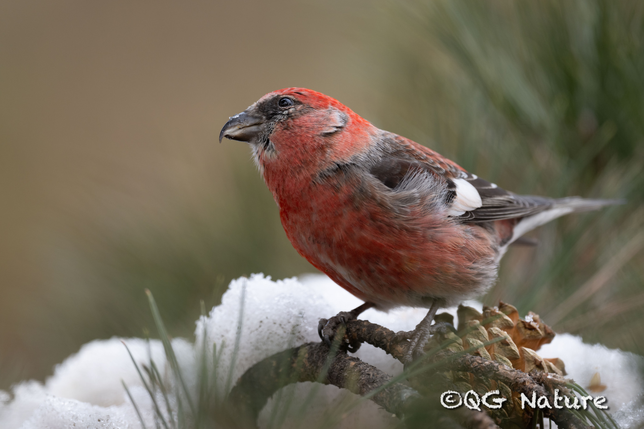 Two-barred Crossbill