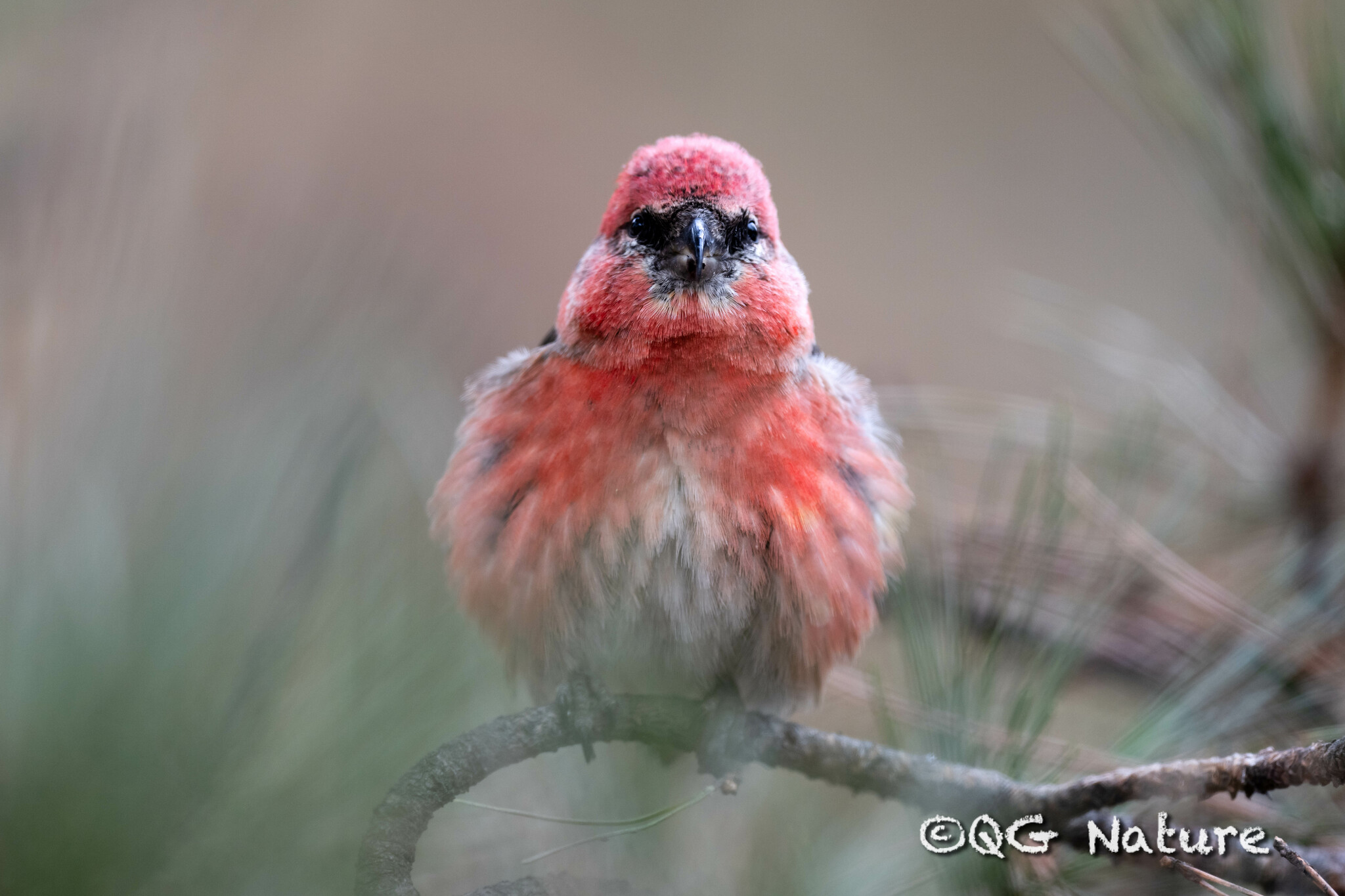 Two-barred Crossbill