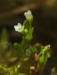 Montia fontana
