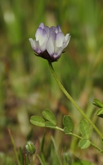 Astragalus breweri