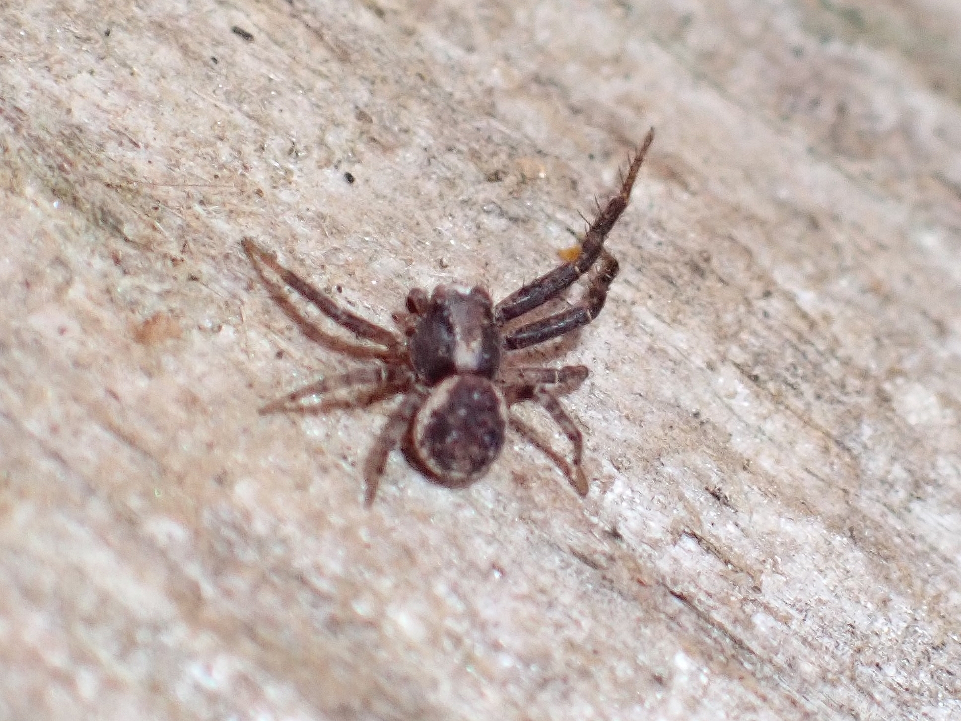 Xysticus verneaui