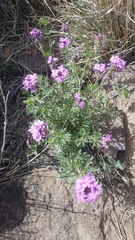 Glandularia wrightii