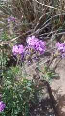 Glandularia wrightii