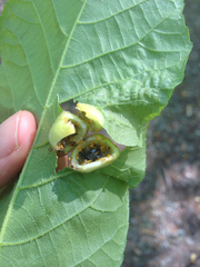 Phylloxera spinosa