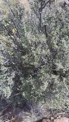 Philadelphus serpyllifolius