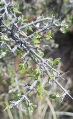 Philadelphus serpyllifolius
