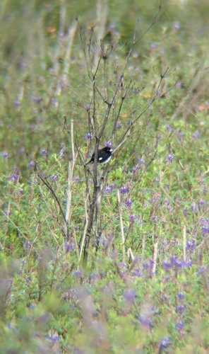 Black-and-white Seedeater (Sporophila luctuosa), photo 3