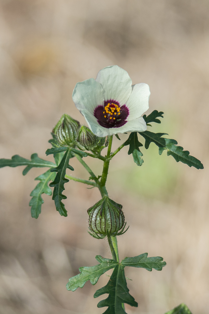 Hibiscus trionum — a medium houseplant, prefers full sun light