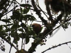 Cinnycerthia unirufa