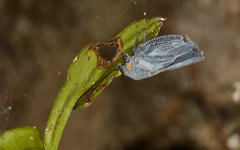 Metcalfa