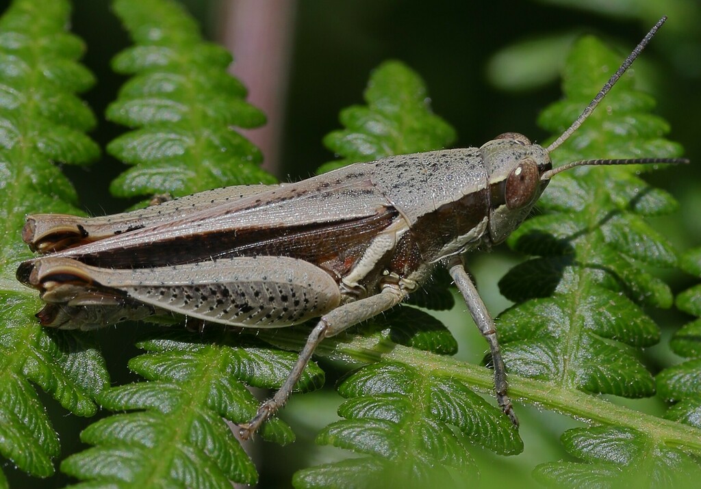 Phaeocatantops neumanni