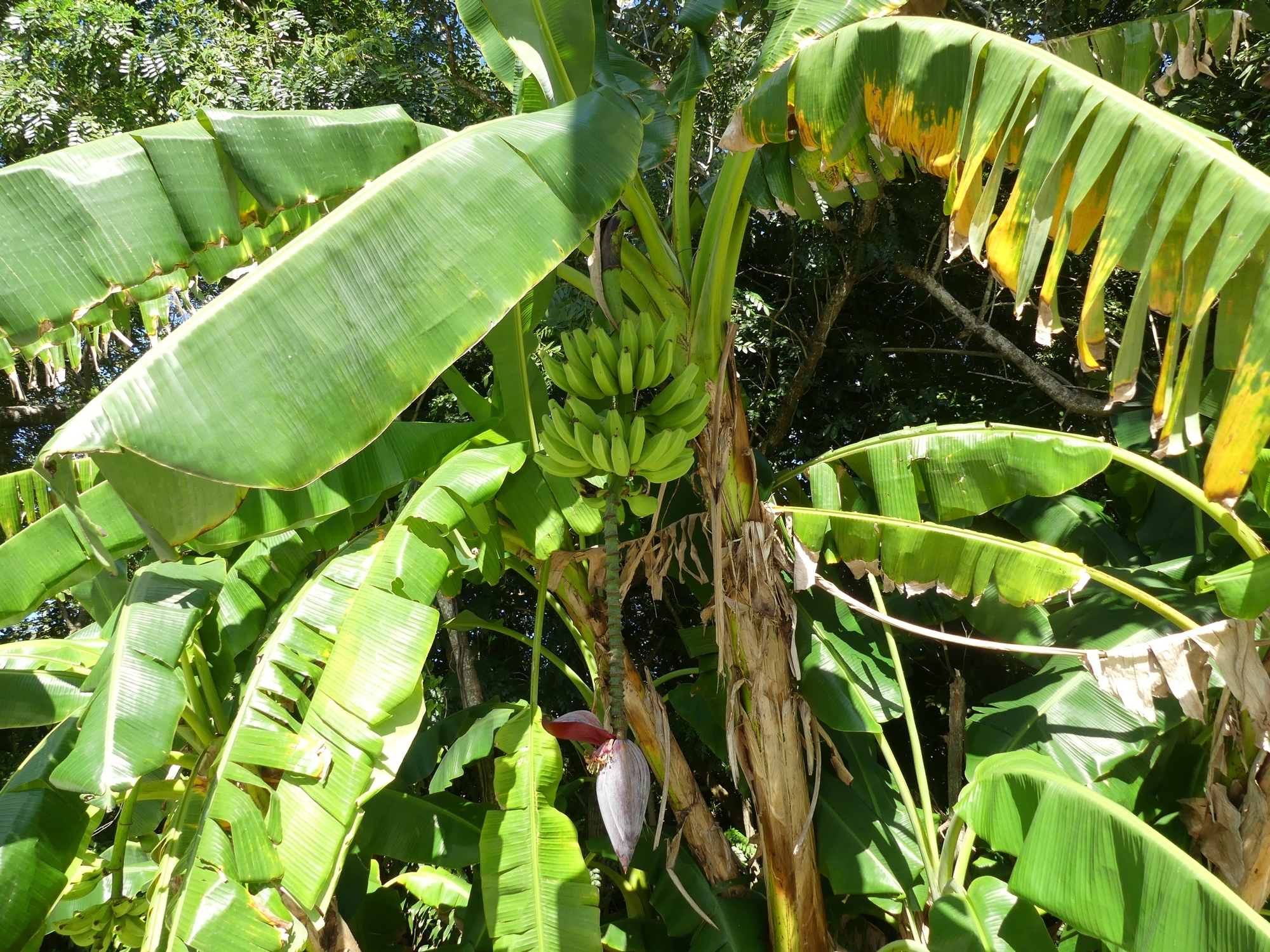 Imagem de Bananeira