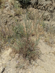 Eulobus californicus