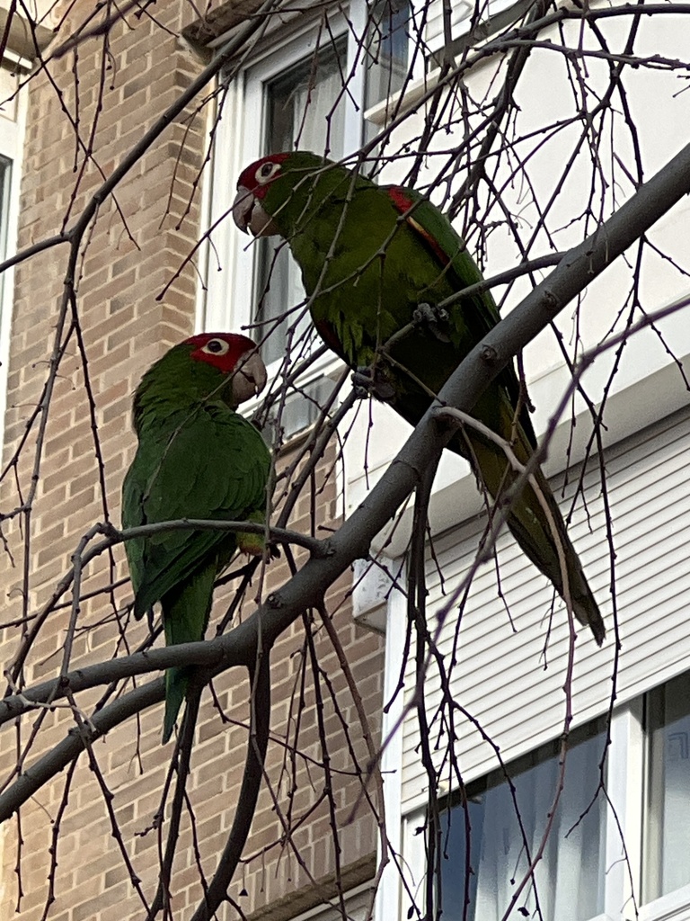 Red Masked Parakeet In January 2024 By Freya Saidin INaturalist   Large 