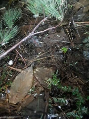 Lithobates sylvaticus