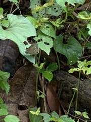 Jamides alecto dromicus