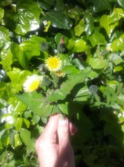 Sonchus oleraceus littoralis
