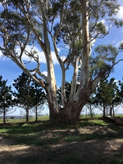 Eucalyptus pauciflora